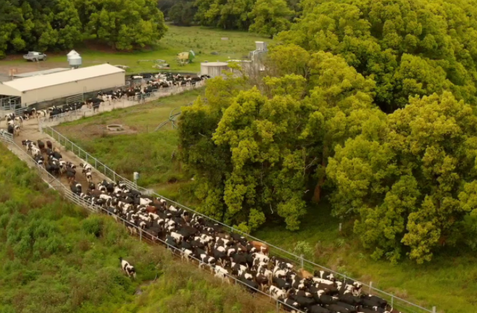 Diary Cows - Sustainable Farming - Barambah Organics