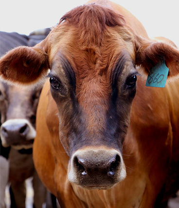 Female Brown Cow - Organic Dairy Farming - Barambah Organics