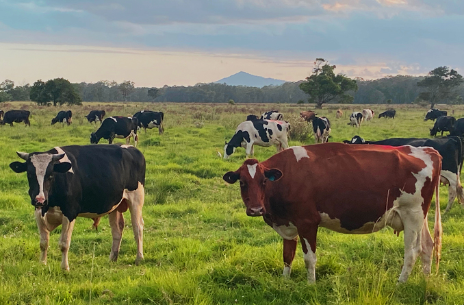 Glenarbon Organic Dairy Farm - Sustainable Farming - Barambah Organics