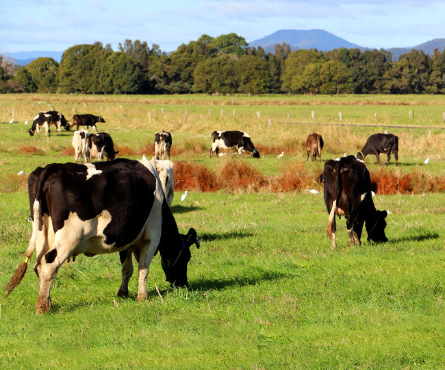 Group of Cows Eating Grass - Sustainable Farming - Barambah Organics