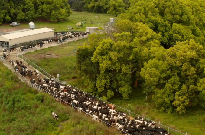 Organic Skim Milk  Barambah Organics