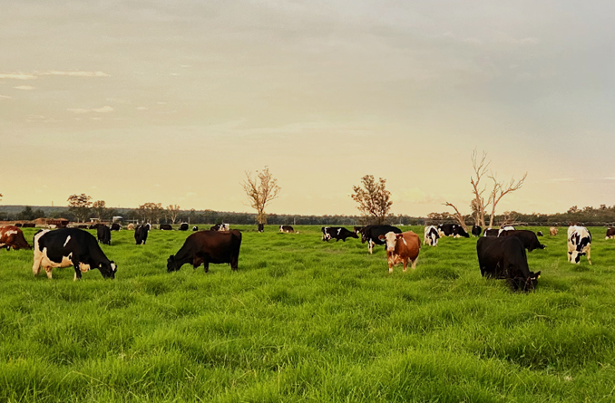 Booba Sands Farm Organic Dairy Farming- Sustainable Farming - Barambah Organics