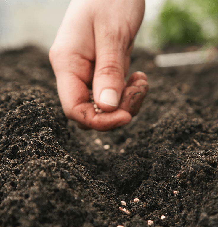 Planting Seeds - Organic Dairy - Barambah Organics