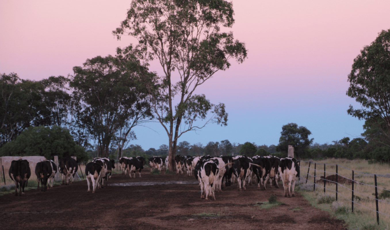 Sustainable Farming Diary Cows - Organic Dairy - Barambah Organics