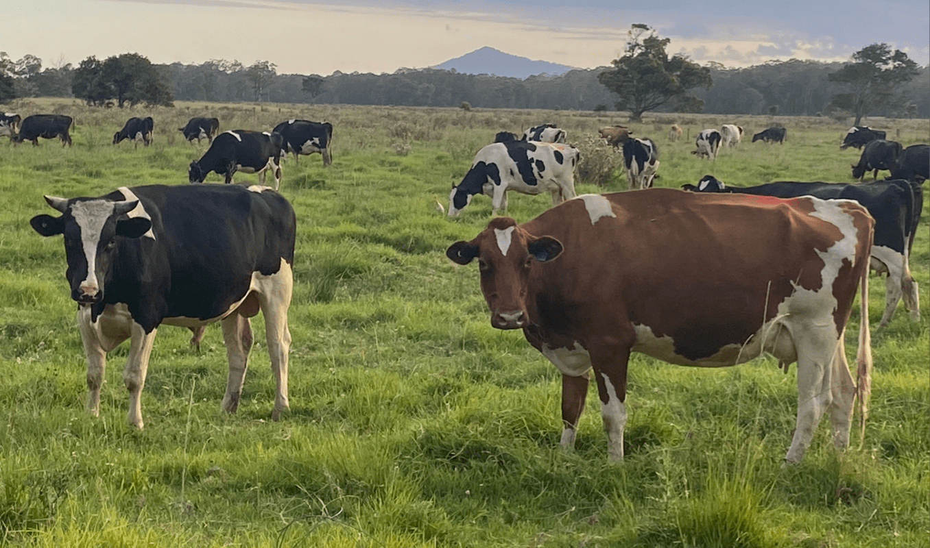 Organic Farm Cows - Sustainable Farming - Barambah Organics
